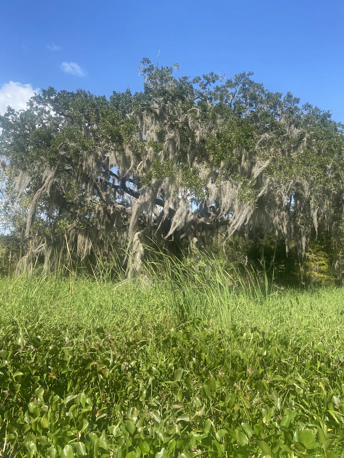 Gator Swamp Boat Tour