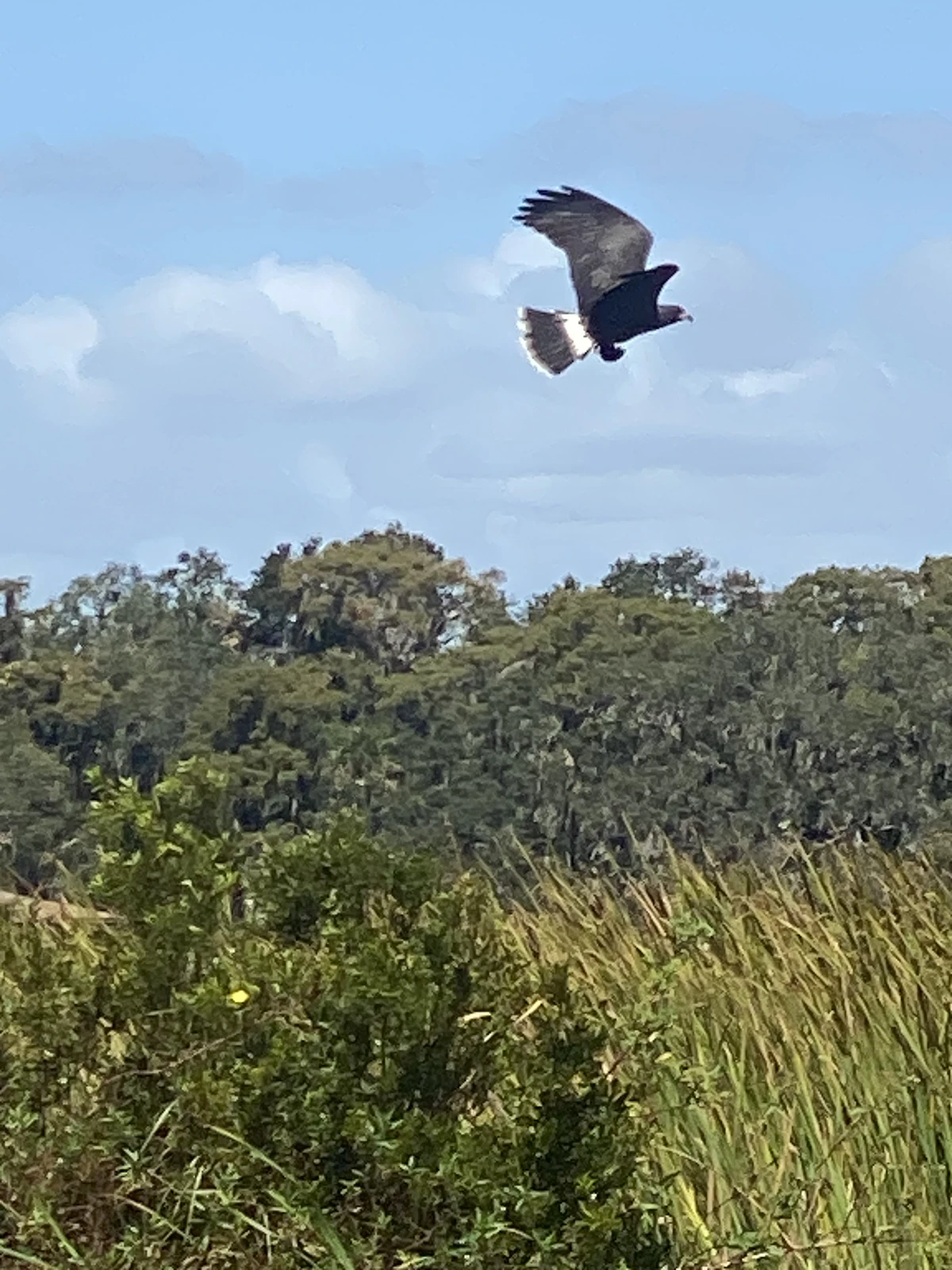 Gator Swamp Boat Tour