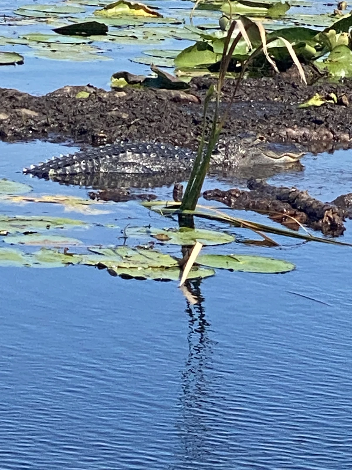 Gator Swamp Boat Tour