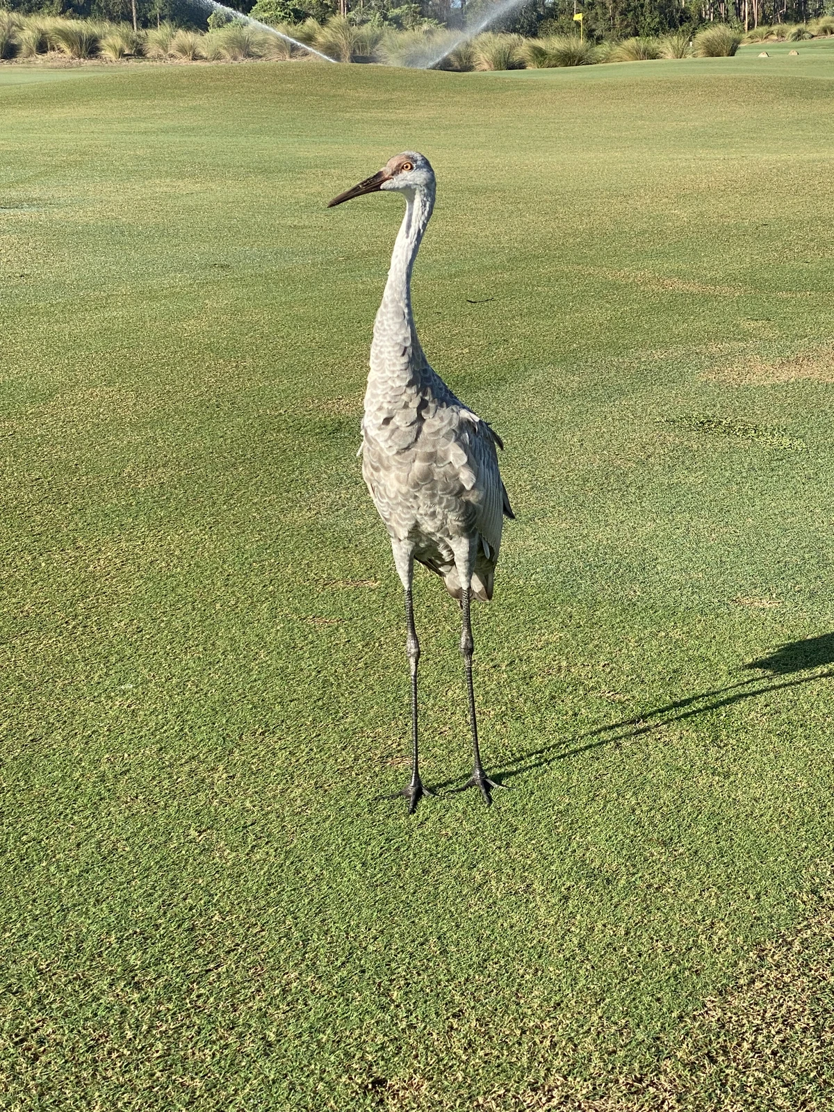 Grand Cypress Golf Course