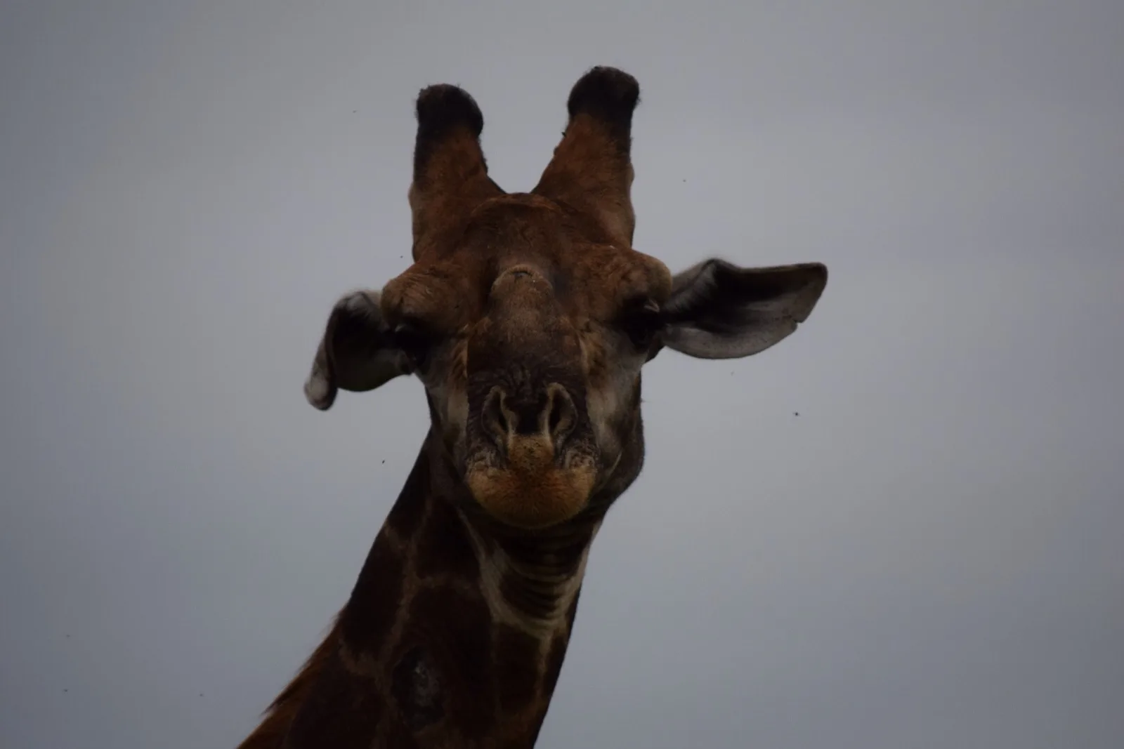 A giraffe up close in Kruger, South Africa