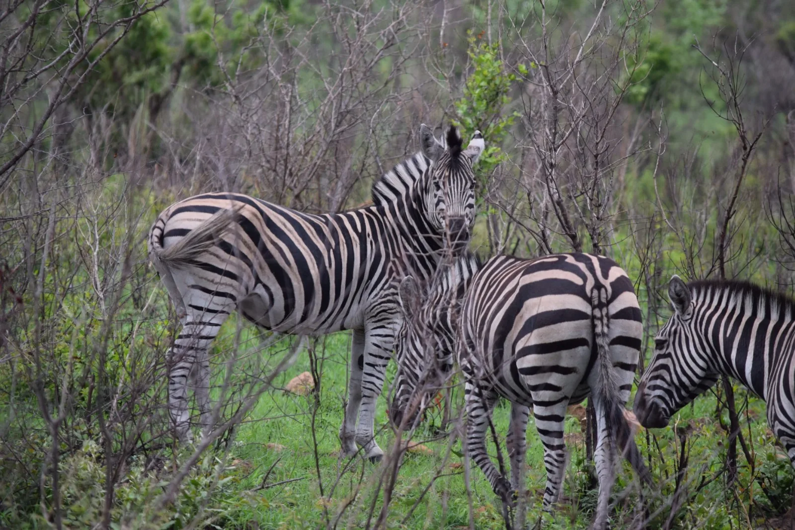Zebras grazing at the edge of the bush