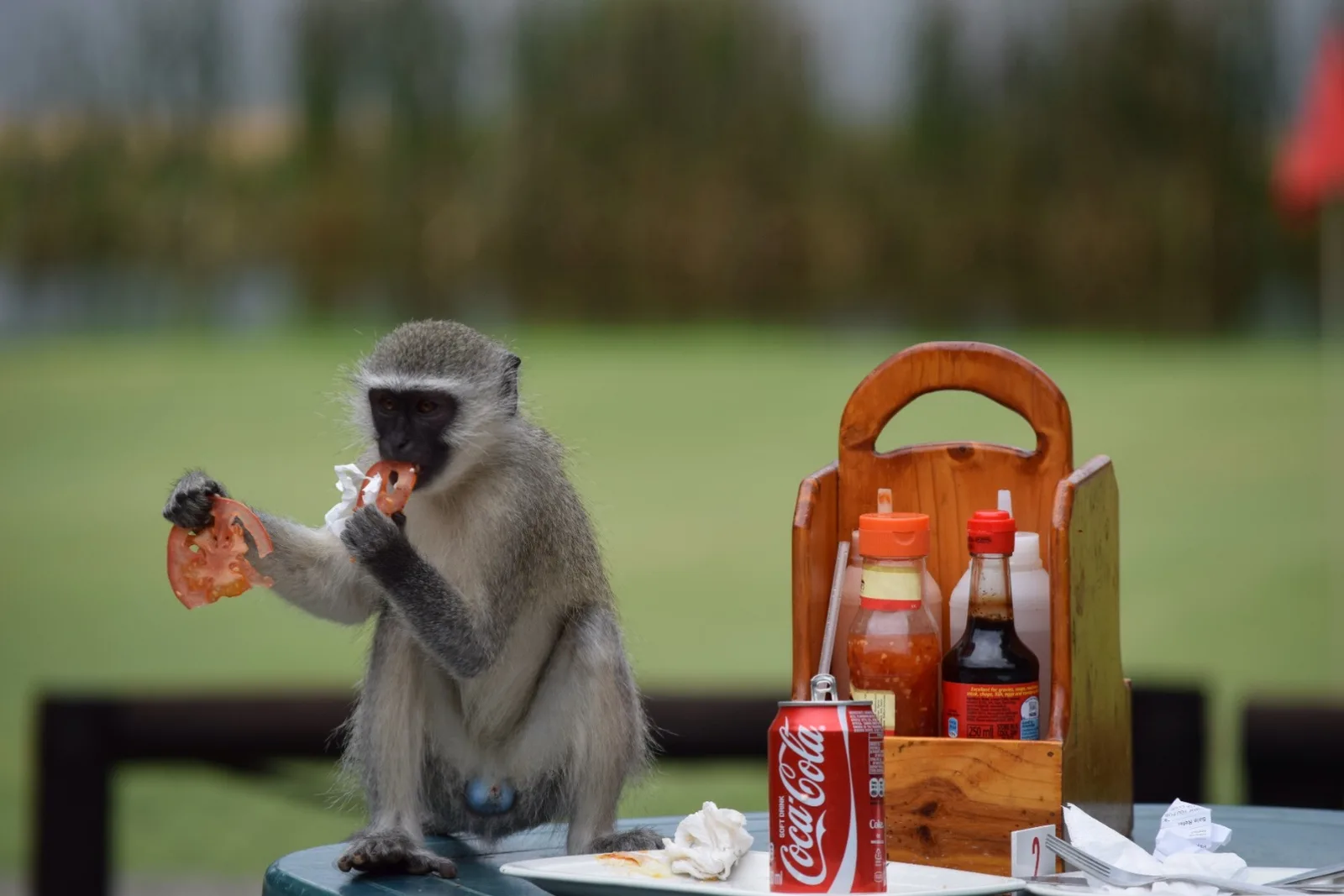 A vervet monkey raiding a table at the course