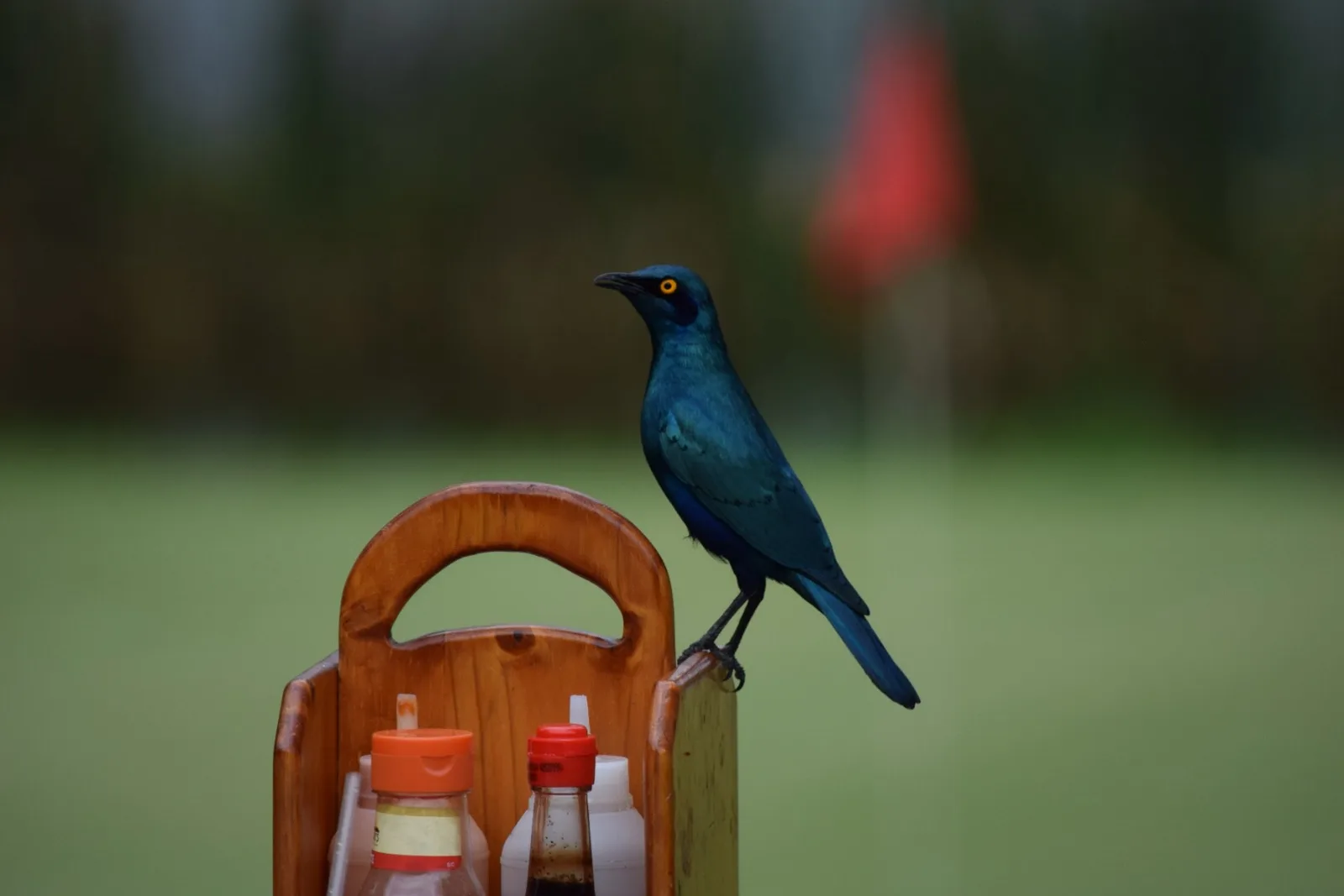 A glossy starling perched in the sun