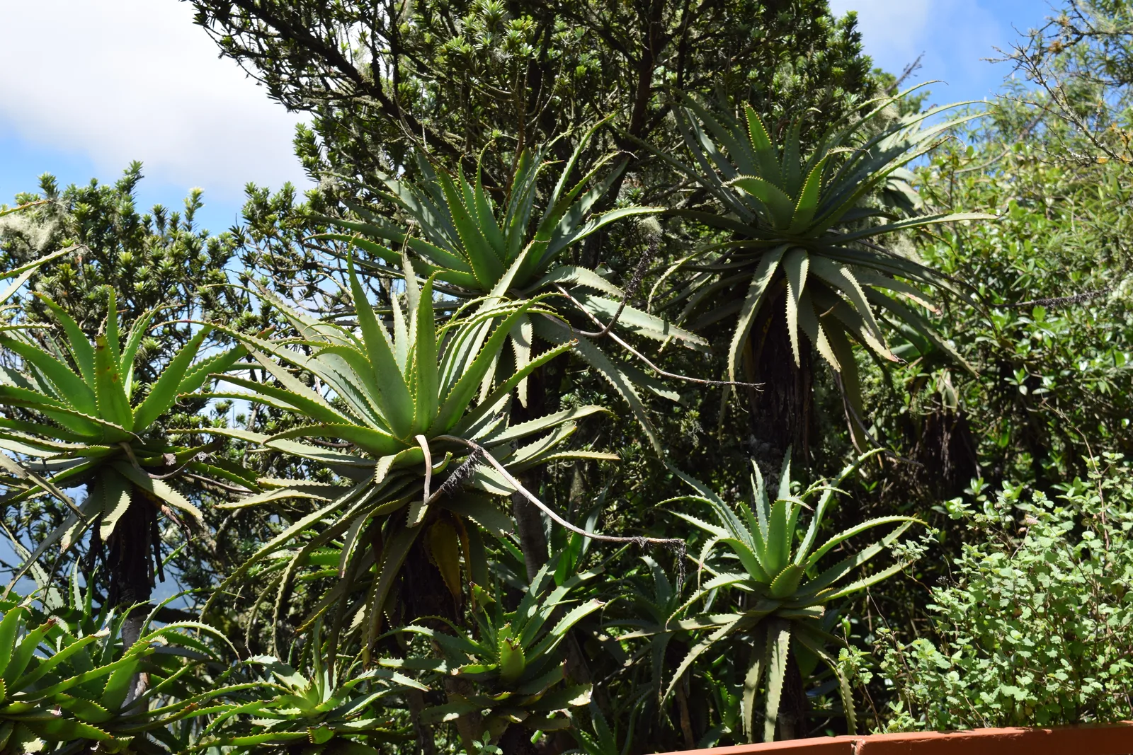 Aloe plants above the escarpment