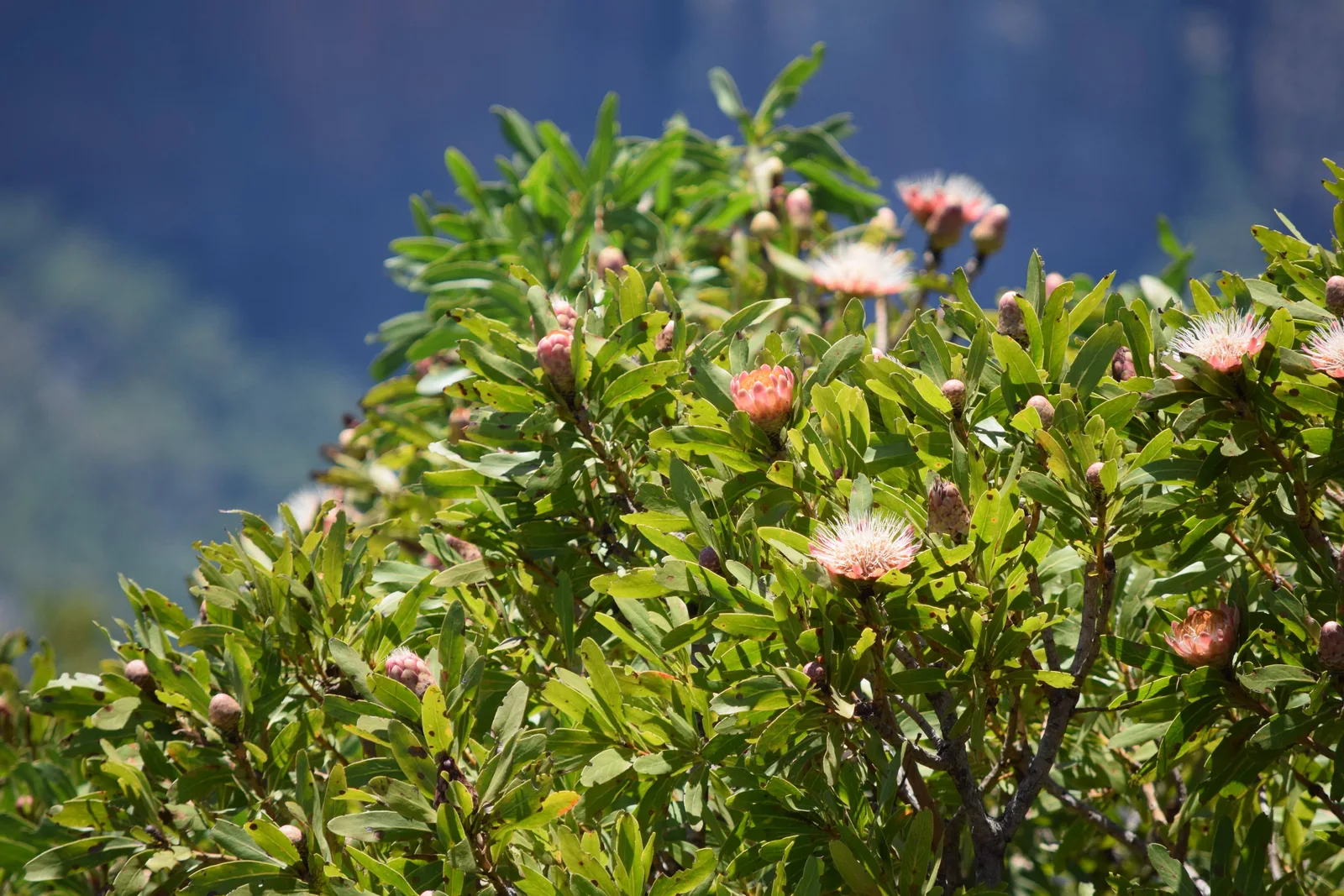 A pincushion protea in bloom