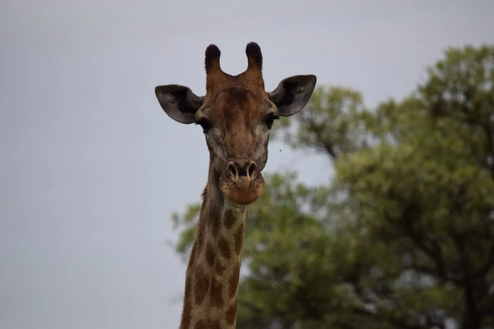 A giraffe framed by bushveld trees