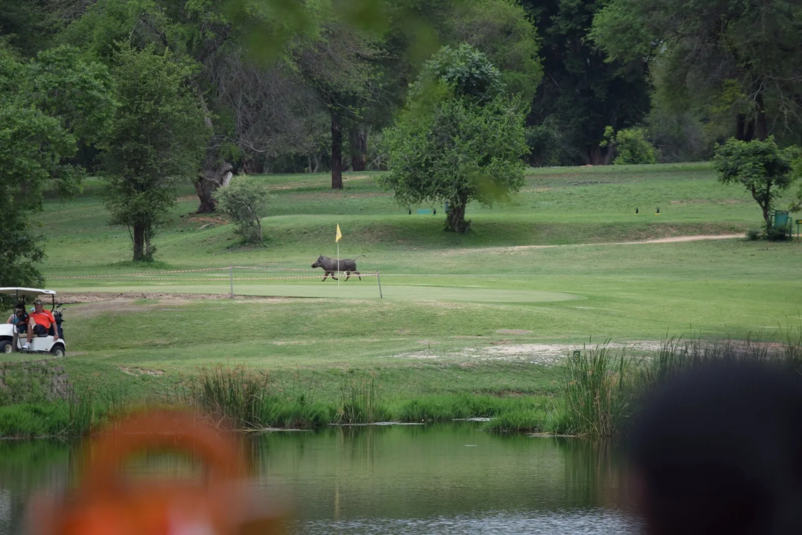 The bush course at Sabi River Sun, a golf cart by the water