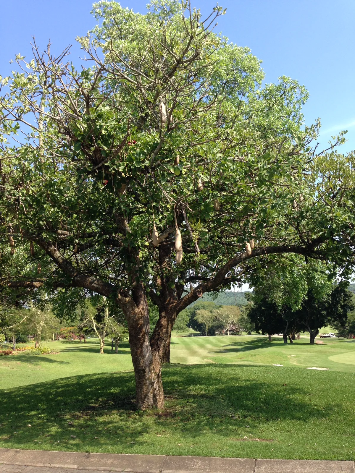 A lone tree on the fairway at Sabi River Sun
