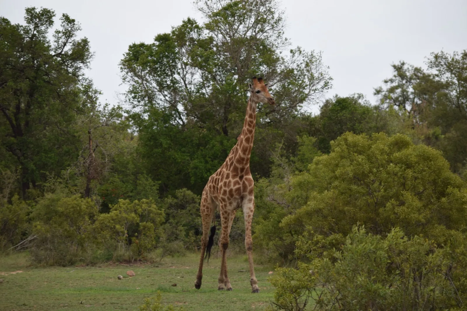 A giraffe at the edge of the fairway