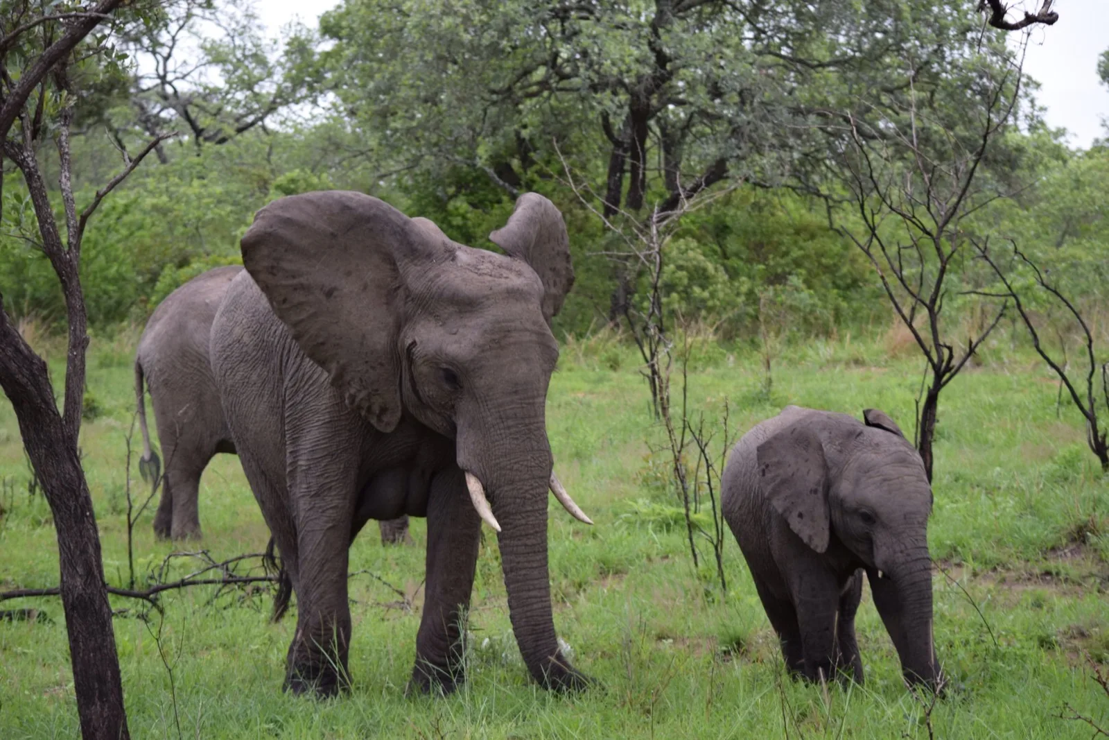 An elephant and her calf on the savanna