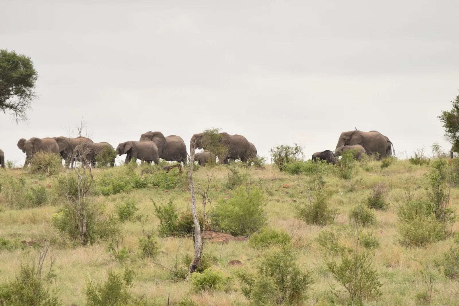 A herd of elephants crossing the grassland