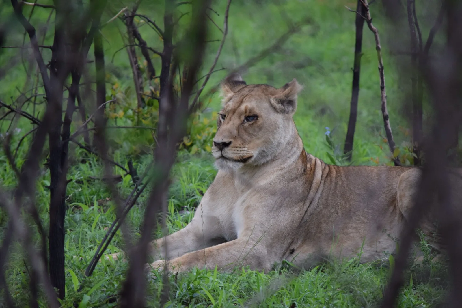 A lioness resting in the brush