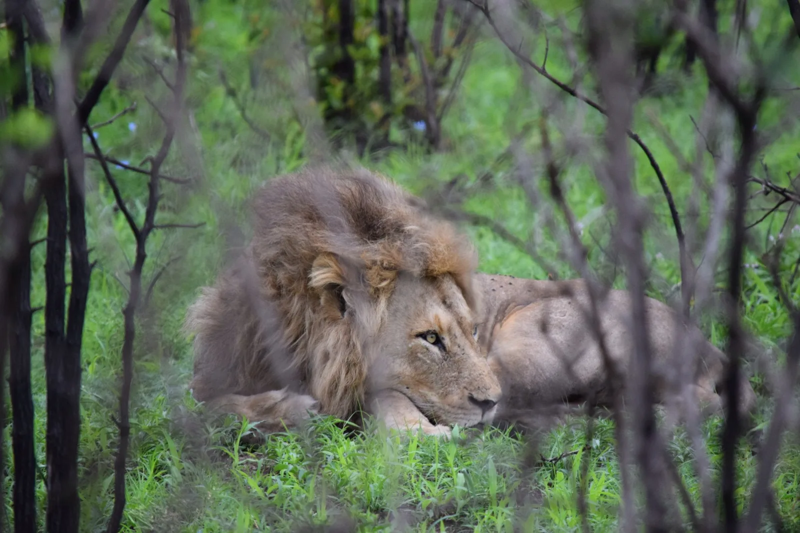 A male lion lying in the long grass
