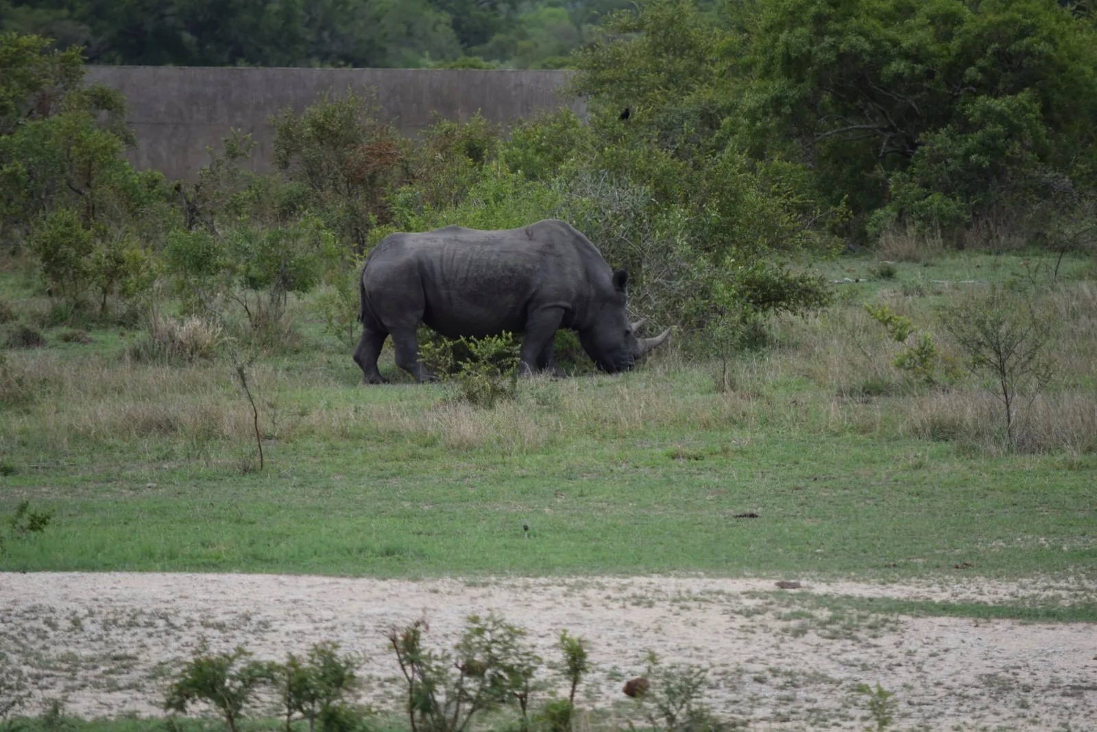 A white rhino grazing in a clearing