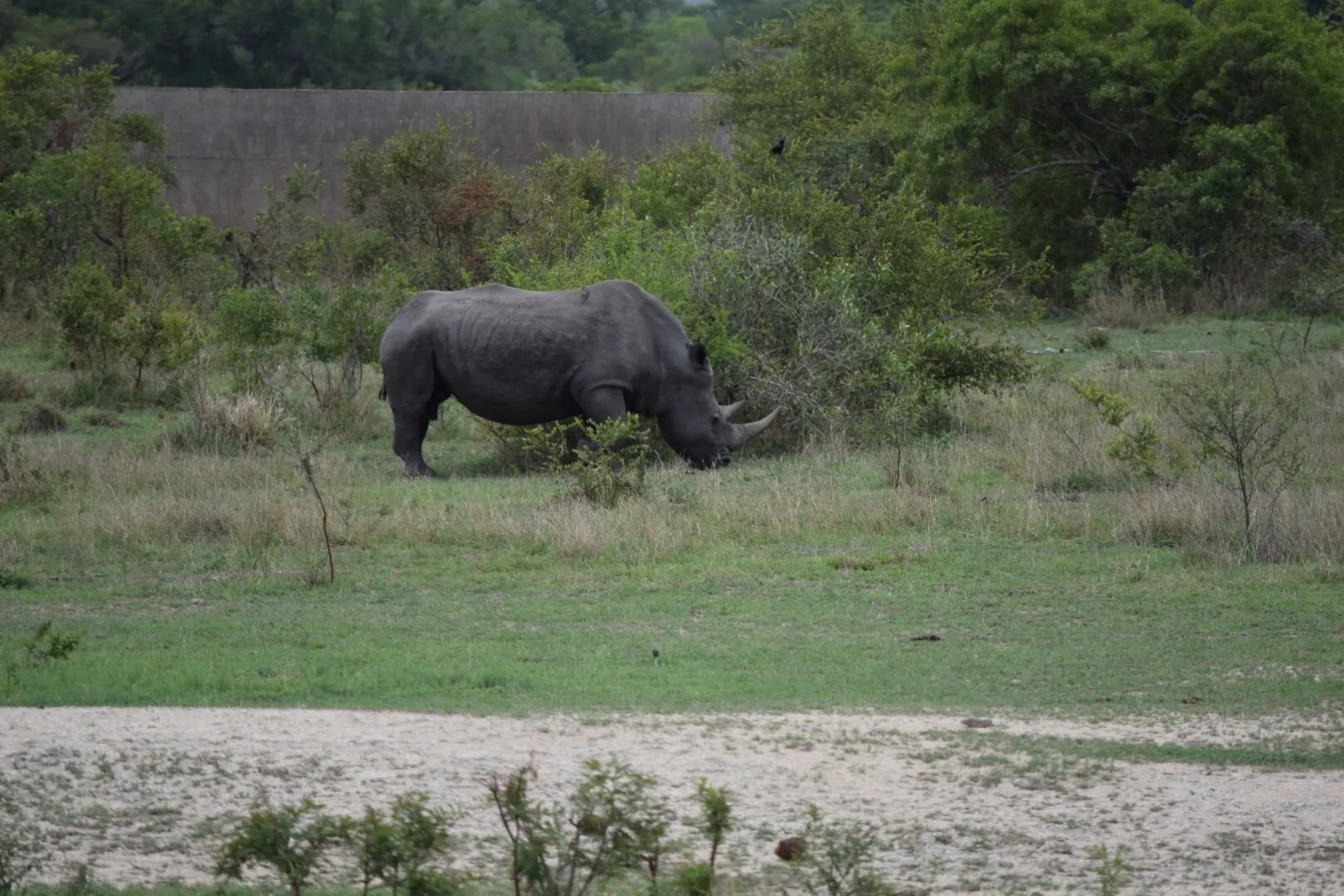 A rhino feeding on the open veld