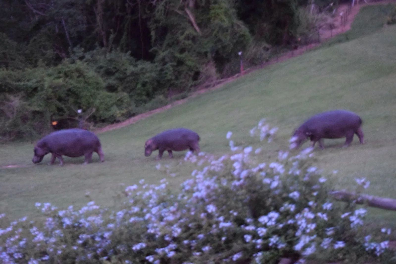 Hippos beside purple wildflowers